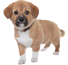 Beaglier Dog breed information in all topics