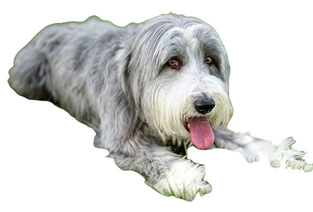 Bearded Collie Dog breed information in all topics