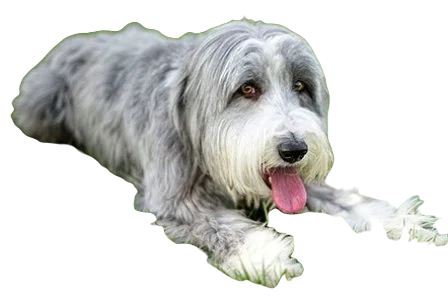 Bearded Collie Dog breed information in all topics