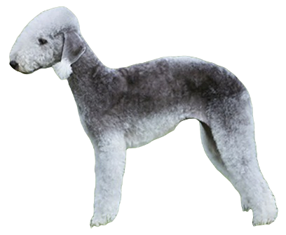 Bedlington Terrier Dog breed information in all topics