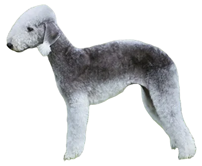 Bedlington Terrier Dog breed information in all topics