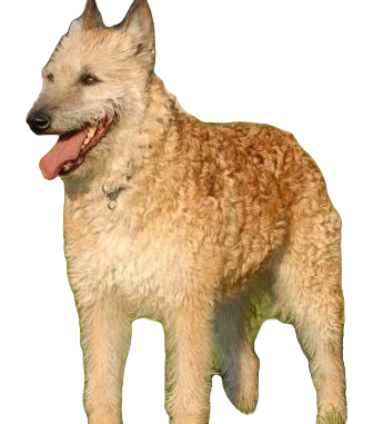 Belgian Laekenois Dog breed information in all topics