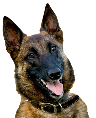 Belgian Malinois Dog breed information in all topics
