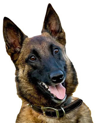 Belgian Malinois Dog breed information in all topics