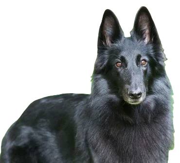 Belgian Sheep Dog breed information in all topics