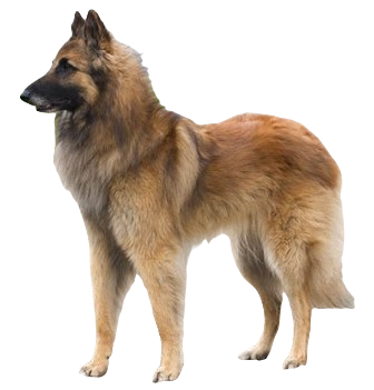 Belgian Tervuren Dog breed information in all topics