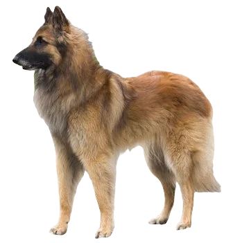 Belgian Tervuren Dog breed information in all topics