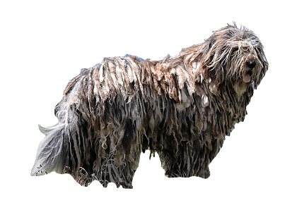 Bergamasco Sheep Dog breed information in all topics