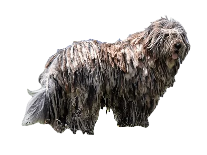 Bergamasco Sheep Dog breed information in all topics