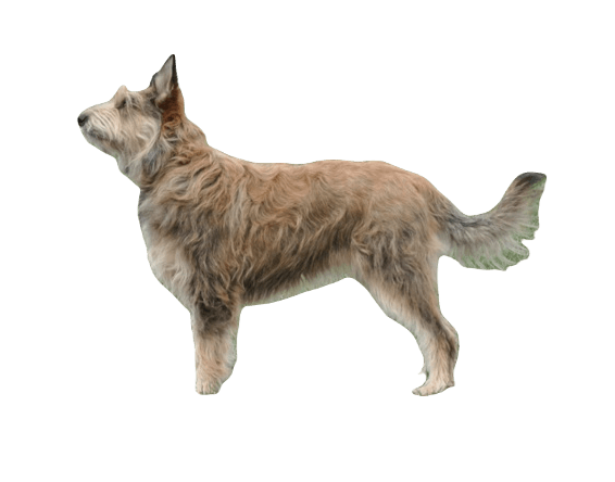 Berger Picard Dog breed information in all topics