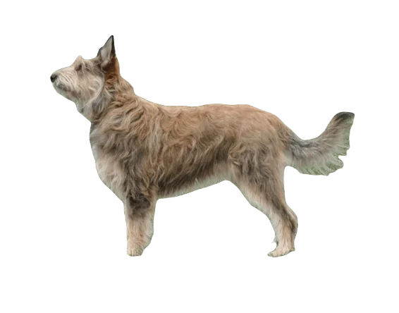 Berger Picard Dog breed information in all topics