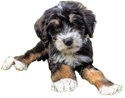Bernedoodle Dog breed information in all topics