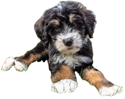 Bernedoodle Dog breed information in all topics