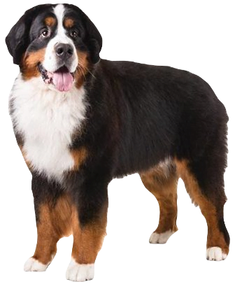 Bernese Mountain Dog breed information in all topics