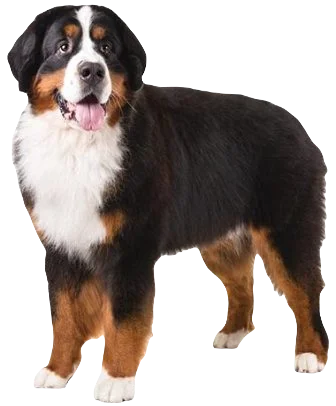 Bernese Mountain Dog breed information in all topics