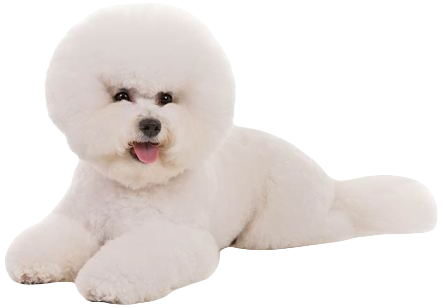 Bichon Frise Dog breed information in all topics
