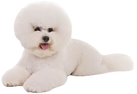 Bichon Frise Dog breed information in all topics