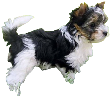 Biewer Terrier Dog breed information in all topics