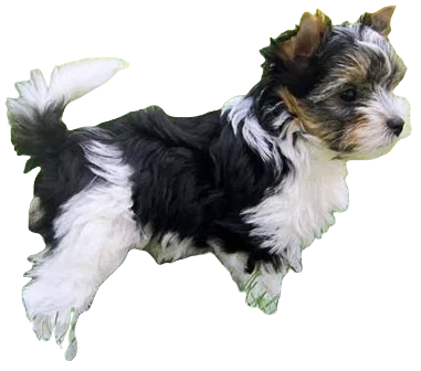 Biewer Terrier Dog breed information in all topics