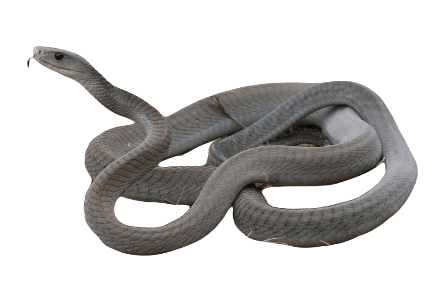 Black Mamba Snake information in all topics