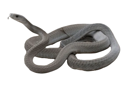 Black Mamba Snakes information in all topics