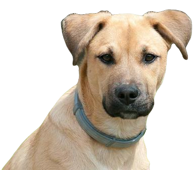 Black Mouth Cur Dog breed information in all topics