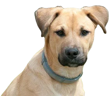 Black Mouth Cur Dog breed information in all topics