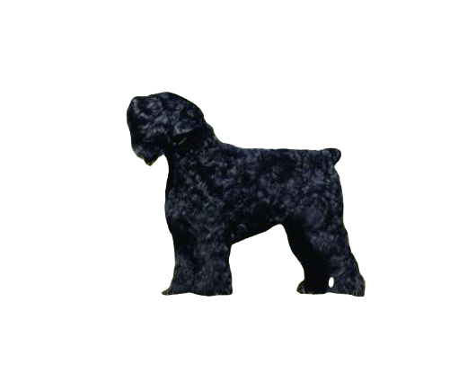 Black Russian Terrier Dog breed information in all topics