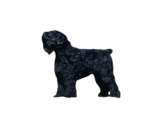 Black Russian Terrier Dog breed information in all topics