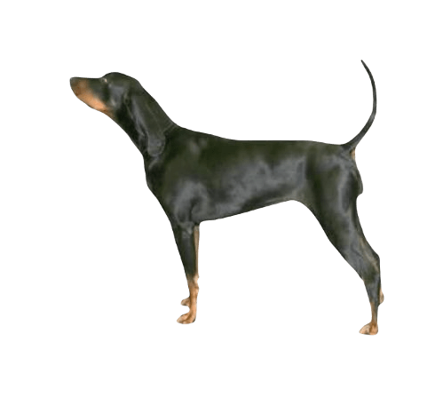 Black and Tan Coonhound Dog breed information in all topics