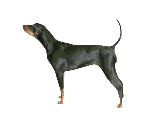 Black and Tan Coonhound Dog breed information in all topics