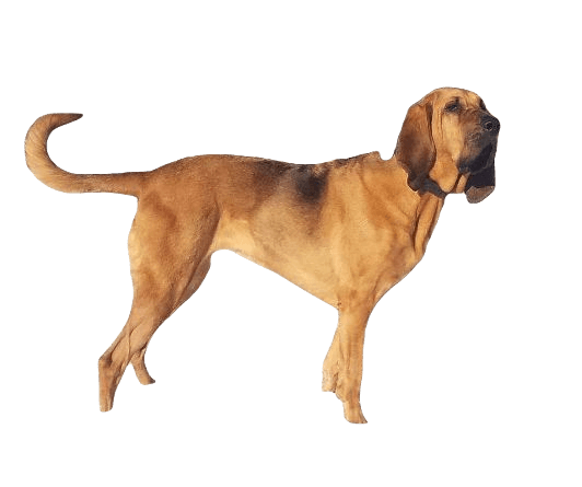 Bloodhound Dog breed information in all topics