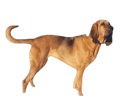 Bloodhound Dog breed information in all topics
