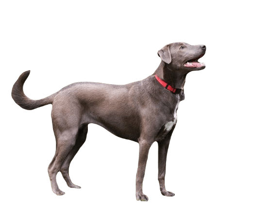 Blue Lacy Dog breed information in all topics