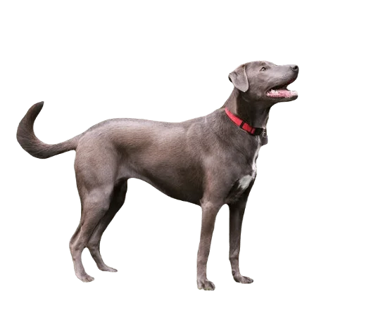 Blue Lacy Dog breed information in all topics