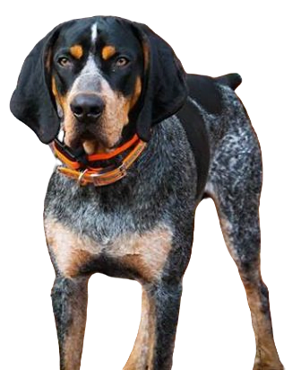 Bluetick Coonhound Dog breed information in all topics