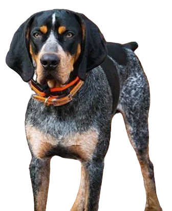 Bluetick Coonhound Dog breed information in all topics