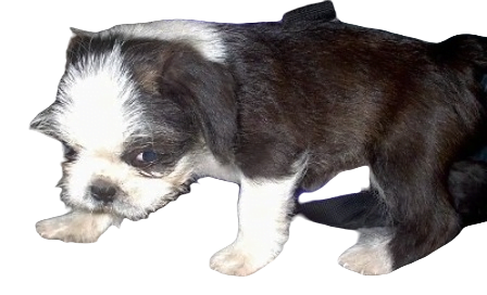 BoShih Dog breed information in all topics