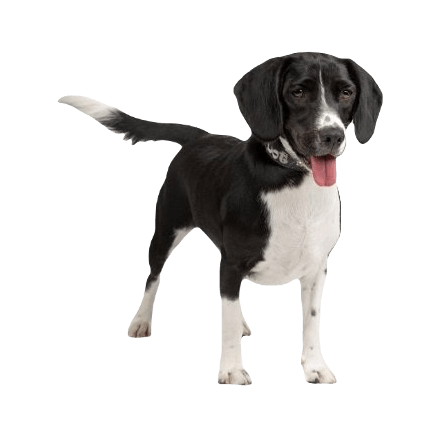 Bocker Dog breed information in all topics