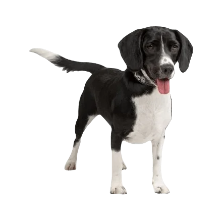 Bocker Dog breed information in all topics