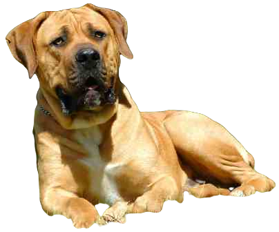 Boerboel Dog breed information in all topics