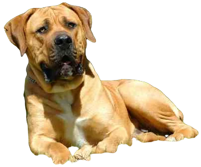 Boerboel Dog breed information in all topics