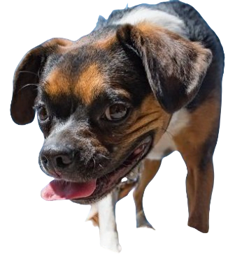 Boglen Terrier Dog breed information in all topics