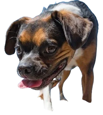 Boglen Terrier Dog breed information in all topics