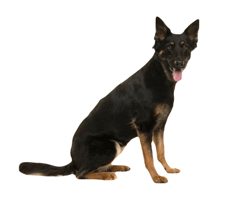 Bohemian Shepherd Dog breed information in all topics