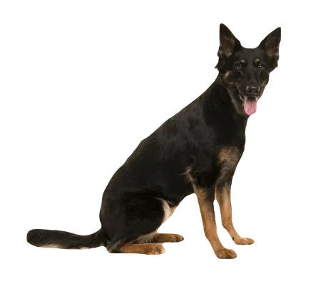 Bohemian Shepherd Dog breed information in all topics