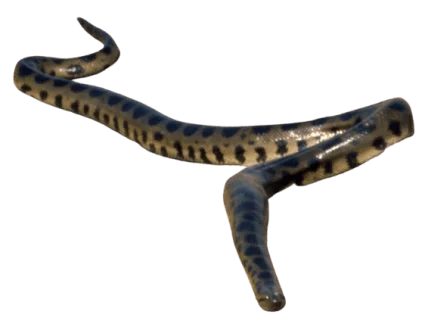Bolivian anaconda information