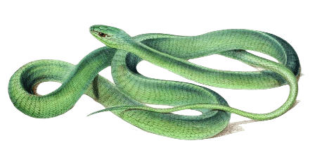 Boomslang Snakes information in all topics