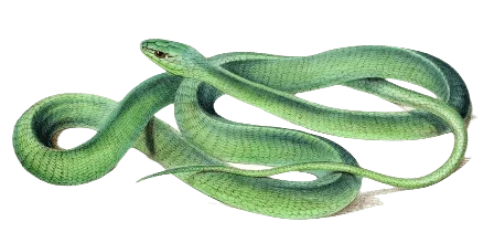 Boomslang Snakes information in all topics