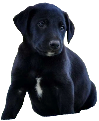 Borador Dog breed information in all topics